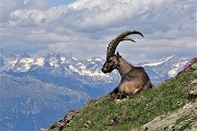 68 Bell'esemplare di stambecco maschio adulto in relax con le Alpi Retiche sullo sfondo
